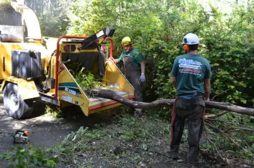 tree services Camp Hill